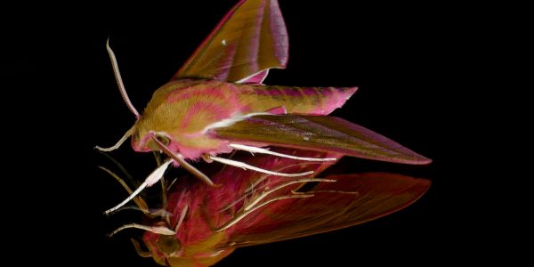 Groot Avondrood – Deilephila Elpenor