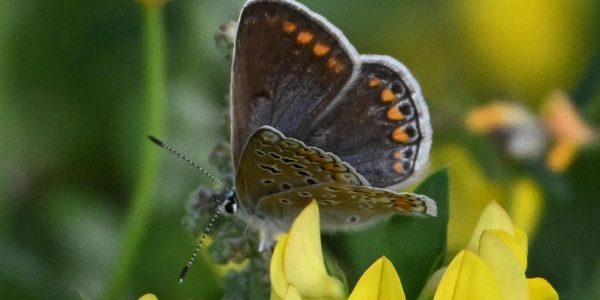 BAM-akker Icarusblauwtje