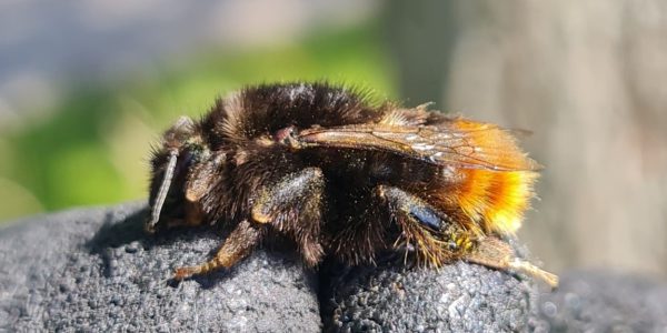 Grashommel
