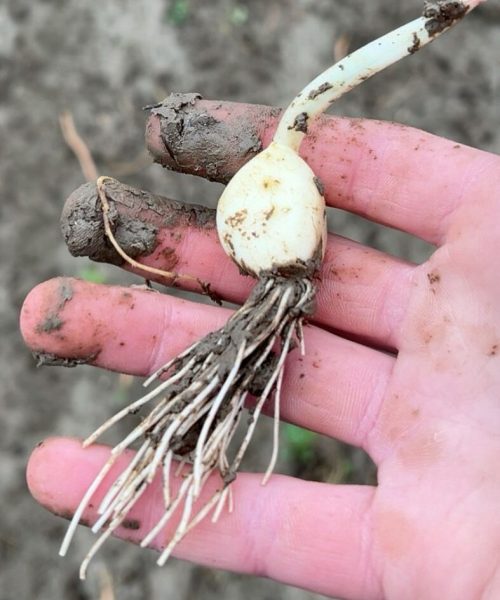 Knoflook, november geplant, halverwege januari al mooie wortels en stengel (januari 2026)