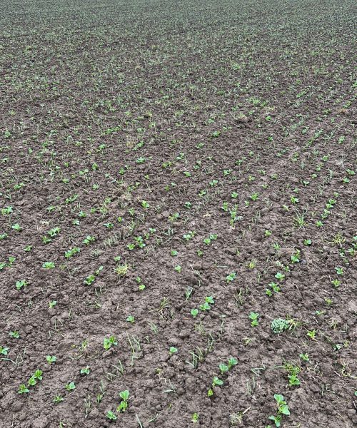 Mengteelt winterveldboon, wintertarwe staat boven (januari 2026)