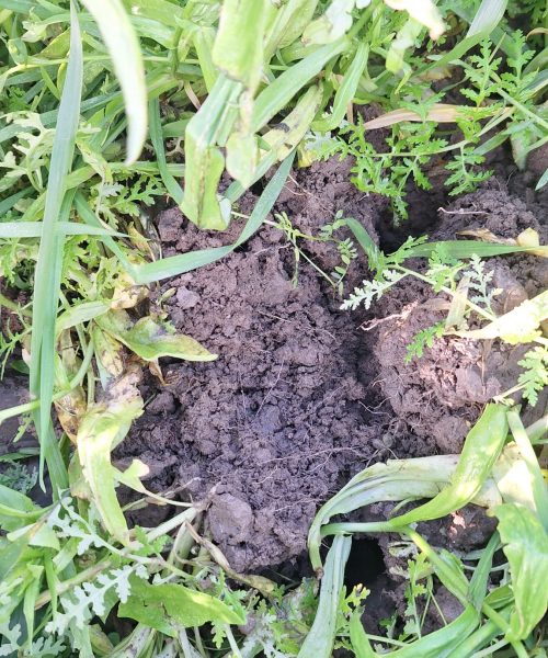 Mooie bodemstructuur bij uitgebreid groenbemester mengsel (januari 2026)