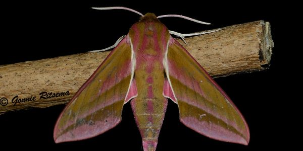 Nachtvlinder2 - Groot Avondrood - Deilephila Elpenor