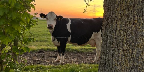 WhatsApp Image 2025-06-02 at 10.16.13