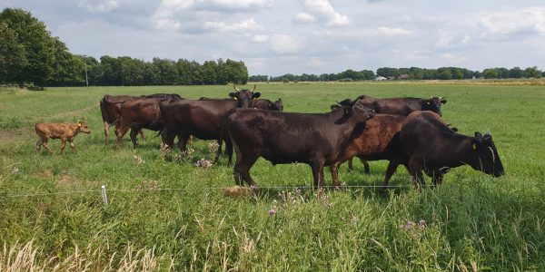 WhatsApp Image 2025-11-12 at 11.31.32-2